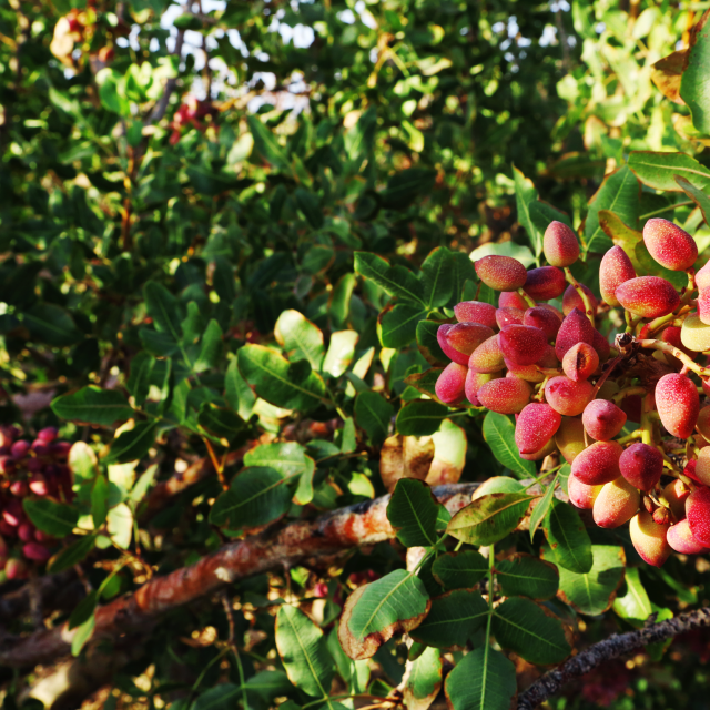 Iranian Pistachio - Doenix Nuts Production