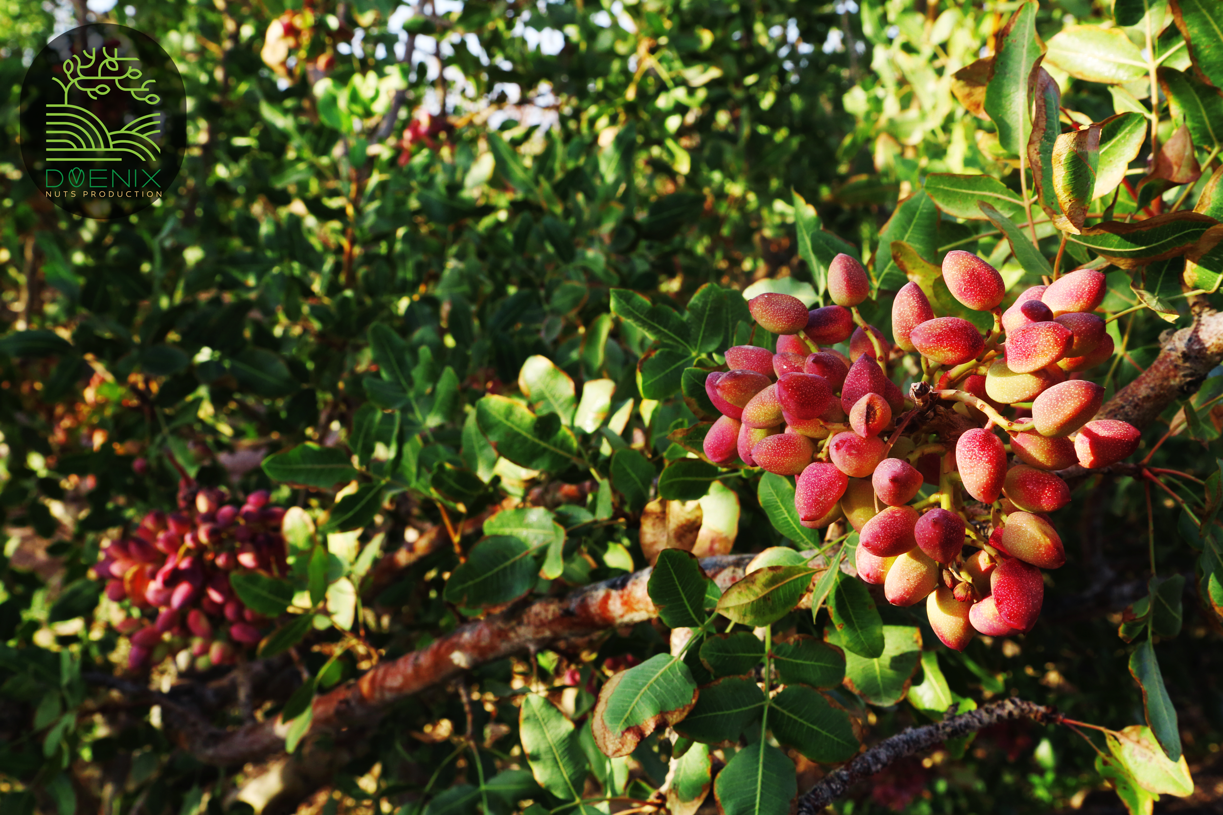 Where do deals pistachio trees grow